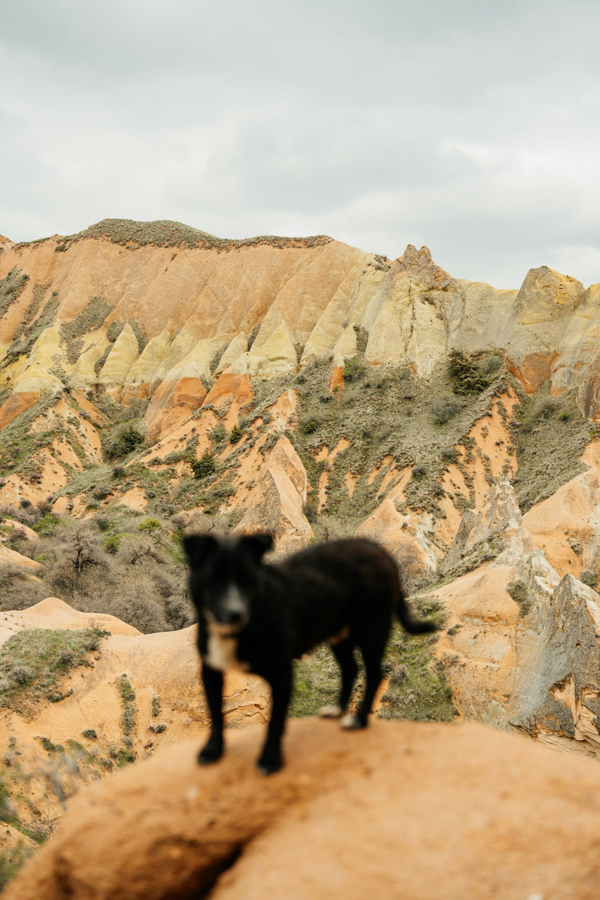 A black dog on a rock with colorful mountains, Ultra