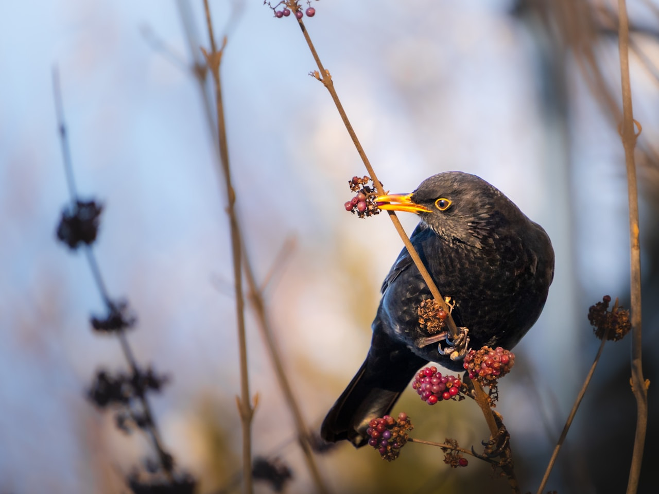A blackbird perched on a branch with berries, Ultra