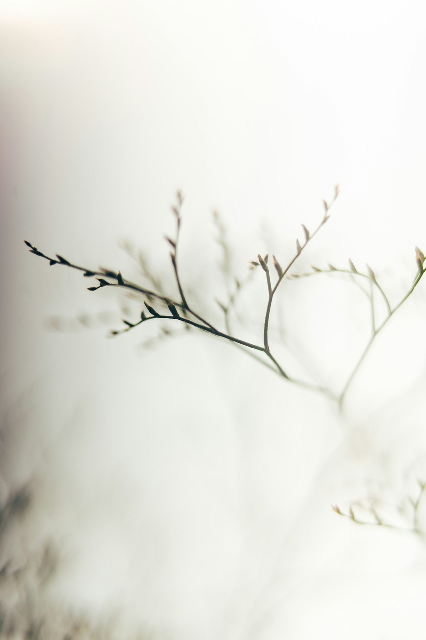 A delicate dried sprig with tiny buds against a bright white background, Ultra