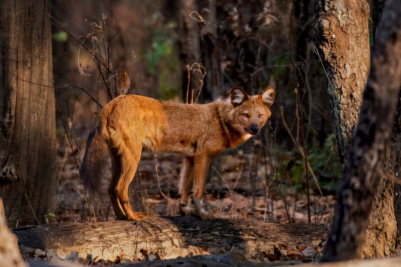 A dhole stands in a dense forest, Ultra