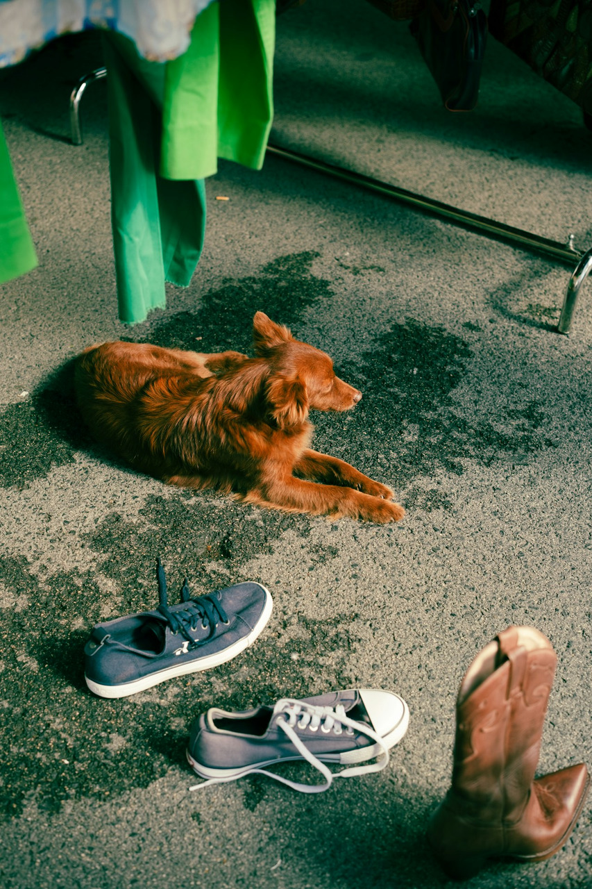 a dog laying on the ground next to a pair of shoes, Ultra