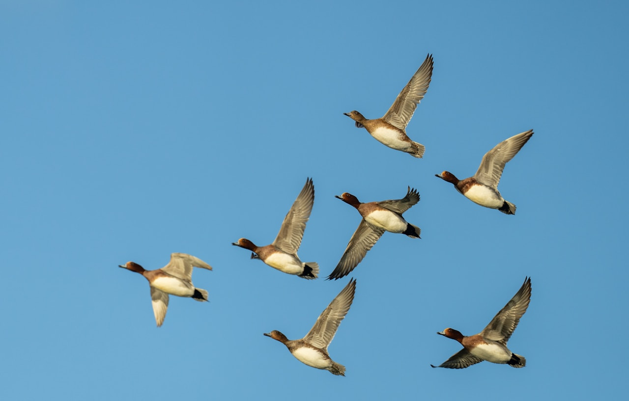 A flock of ducks flying in a clear blue sky, Ultra