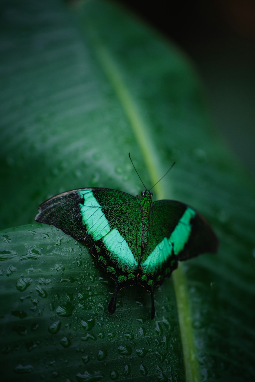 a green and black butterfly sitting on a green leaf, Ultra