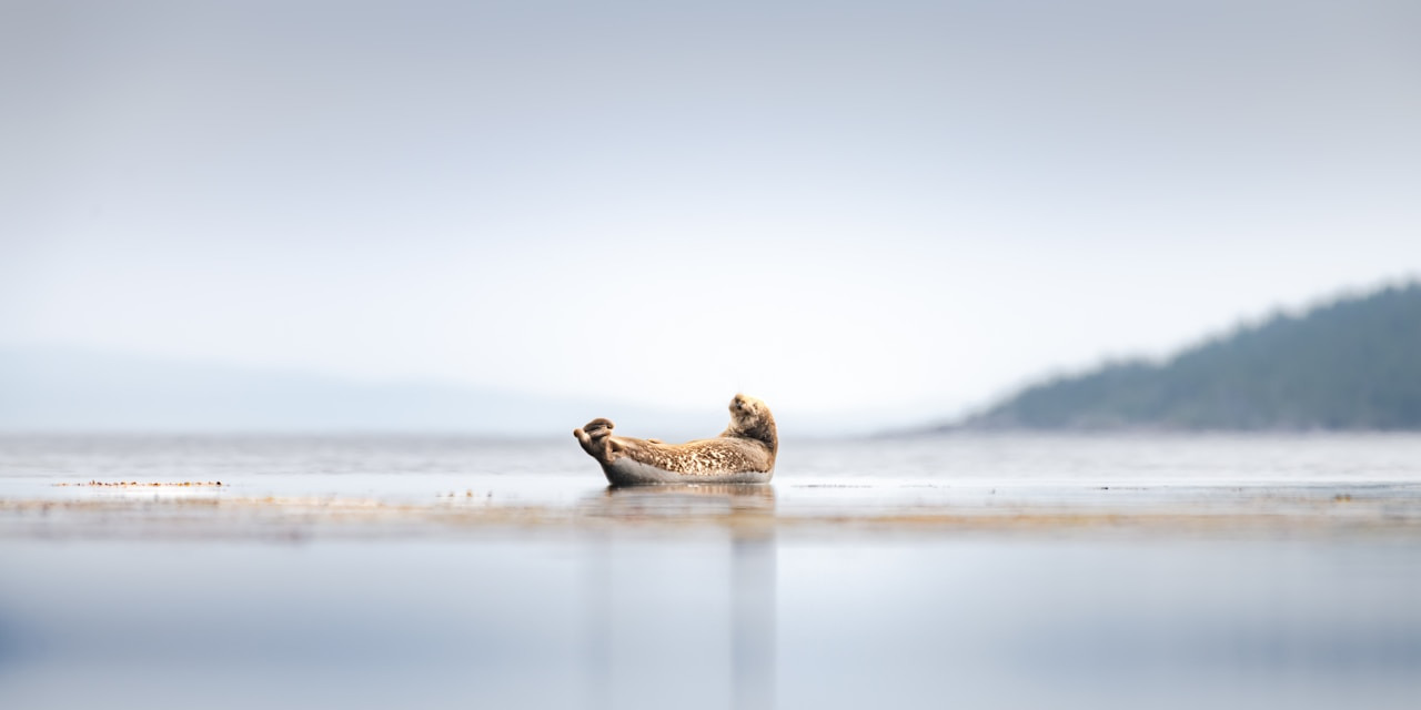 A seal rests on a shallow sandbar in calm water, Ultra
