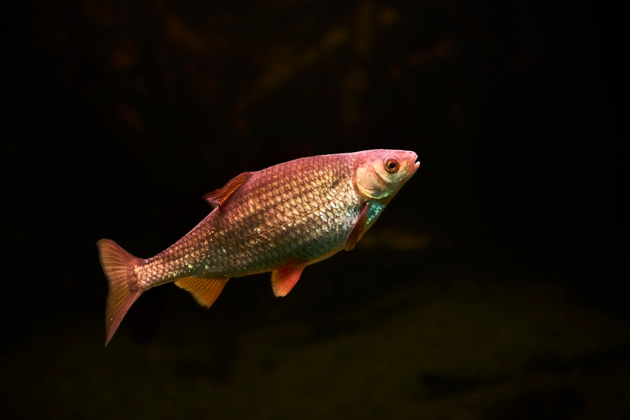 A single roach fish swims in dark water, Ultra