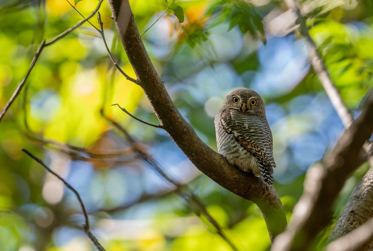 A small owl perched on a tree branch, Ultra