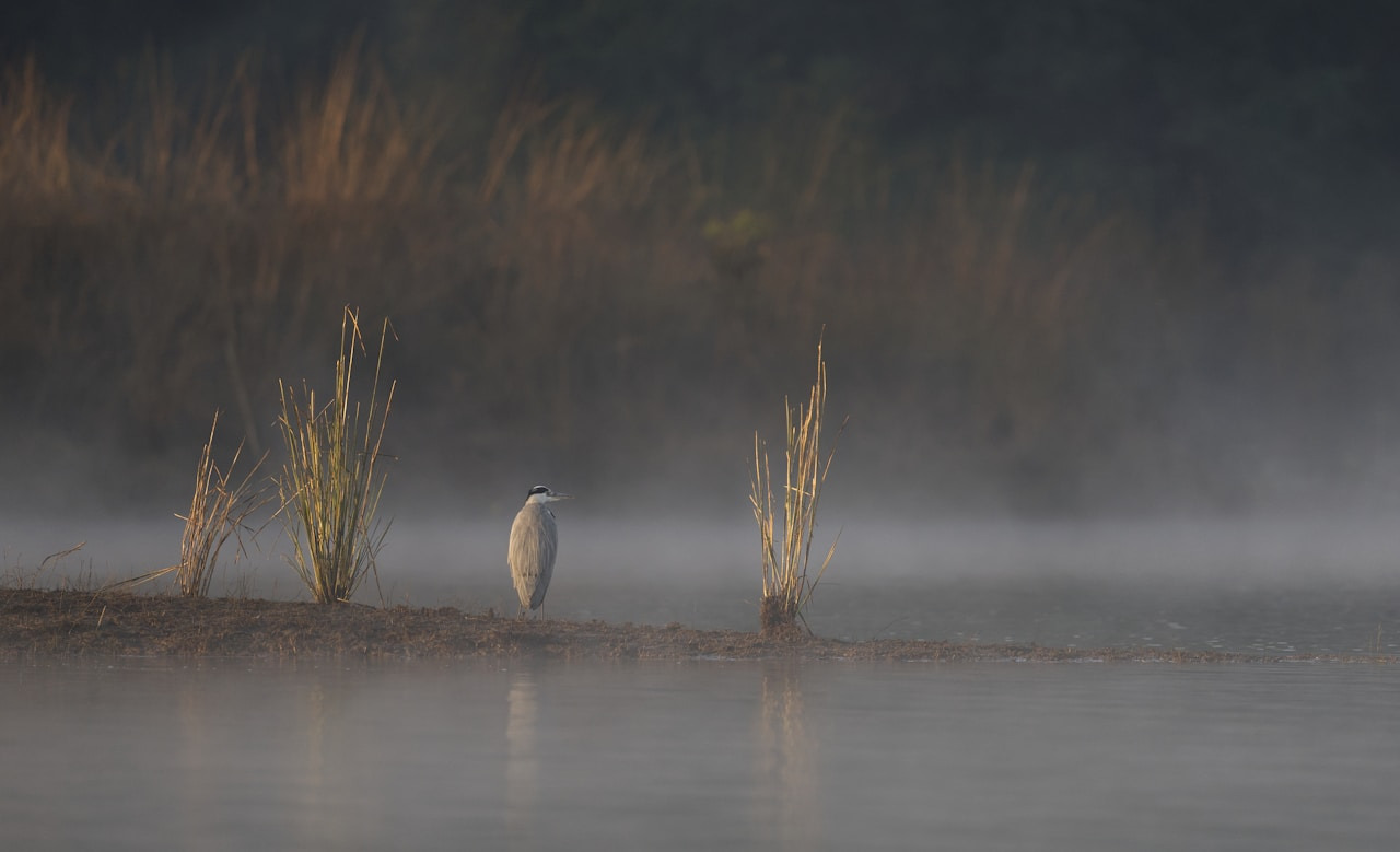 A solitary egret stands in misty morning light by reeds, Ultra