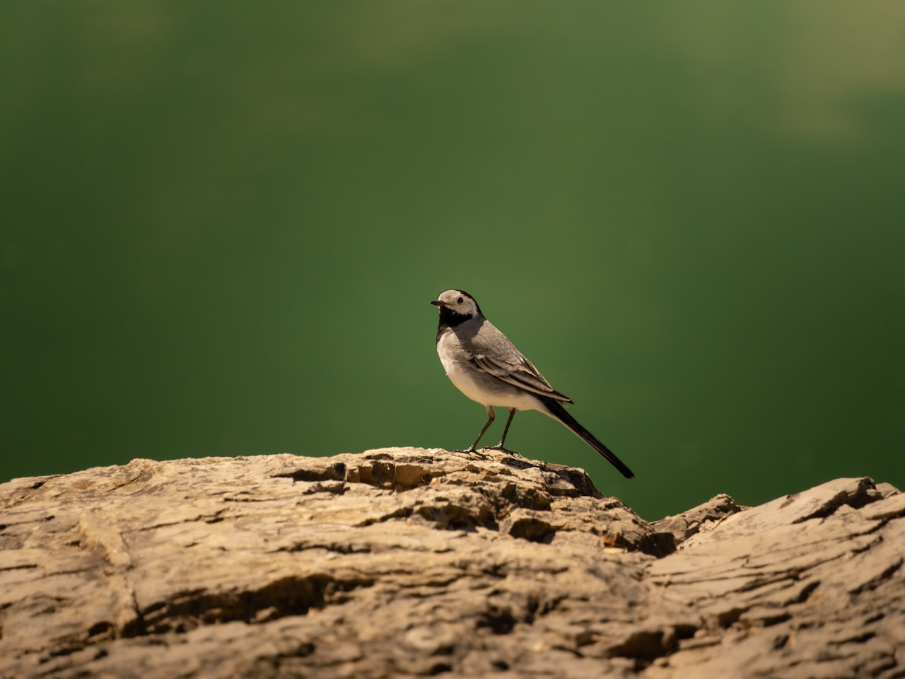 A white wagtail perched on a rock, Ultra