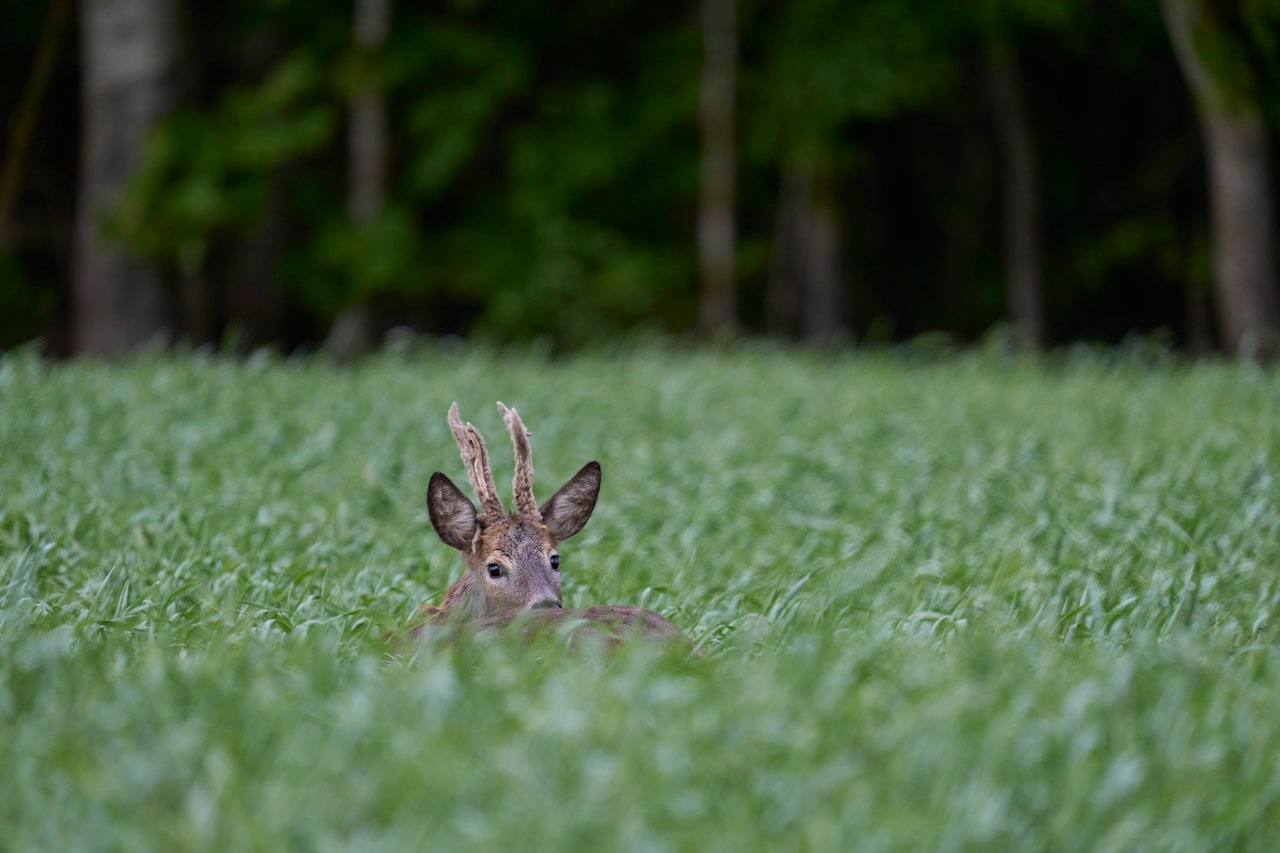A young deer with antlers peeking from tall green grass, Ultra