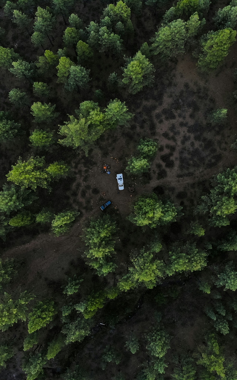 green pine trees, Ultra