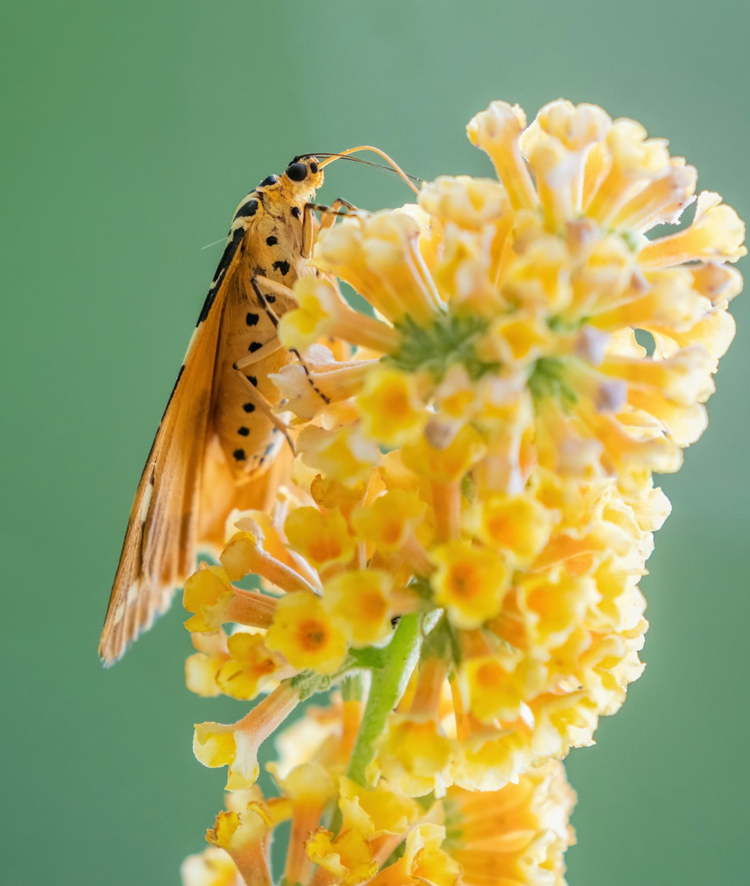 Orange butterfly with black spots rests on a yellow flower, Ultra