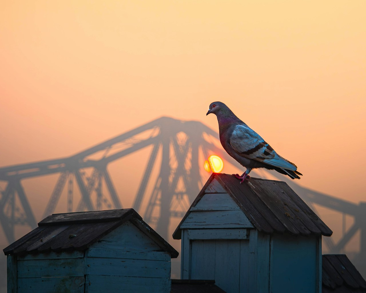 Pigeon perched on a rooftop with a bridge at sunset, Ultra