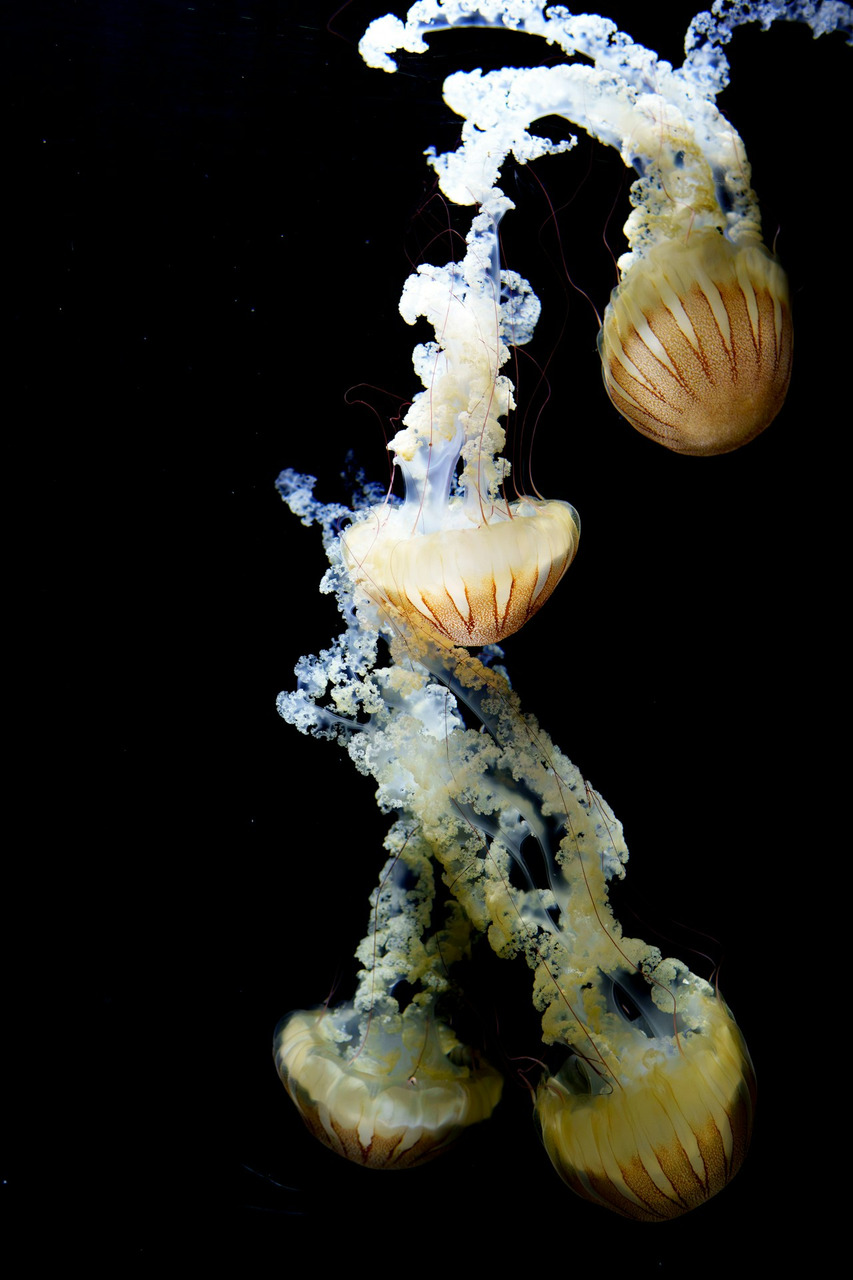 Several brown and white jellyfish swim against a dark background, Ultra