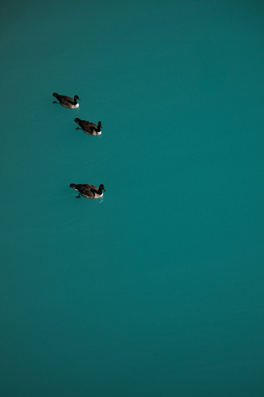 Three Canada geese swimming in a line on vibrant turquoise water, Ultra