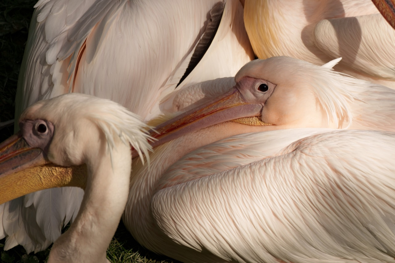 Two pelicans resting with their heads tucked into their feathers, Ultra