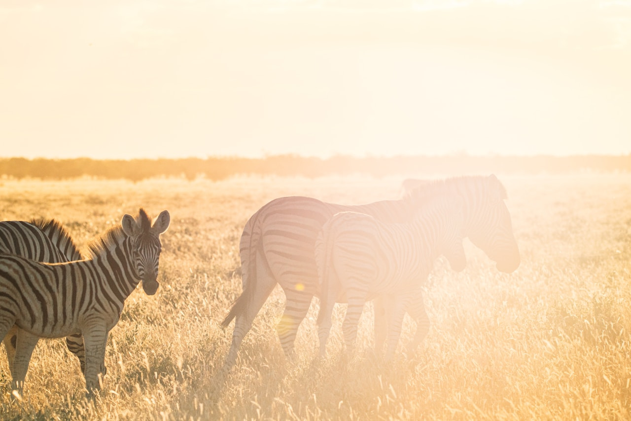 Zebras in a golden, sunlit grassy field, Ultra